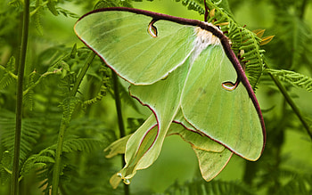Moth HD wallpaper