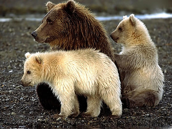 Animals, Bears, Sit, Young, Playful, Cubs HD wallpaper
