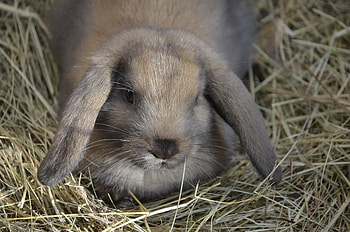 Animals, To Lie Down, Lie, Ears, Rabbit, Hay, Pygmy Hare, Dwarf Hare HD wallpaper
