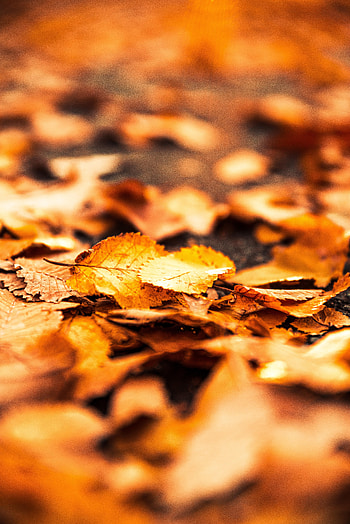 Nature, Autumn, Leaves, Macro, Foliage HD phone wallpaper