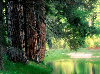 Spring forest in the morning, nature, forest HD wallpaper