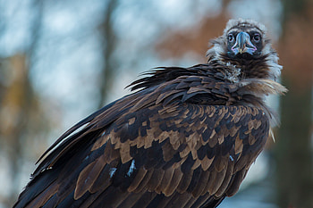Animals, Bird, Predator, Vulture, Scavengers HD wallpaper
