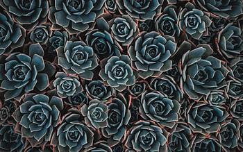 Flowers, Indoor Plant, Houseplant, Succulent, Echeveria, Ekheveria HD wallpaper