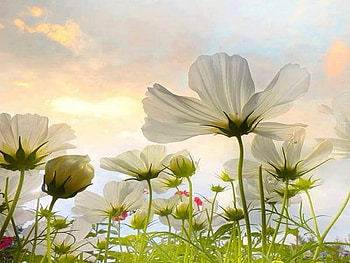 Meadow, white, sky, flowers, field HD wallpaper