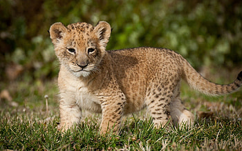 Wild Kitty, animal, kitty, wild, cub HD wallpaper
