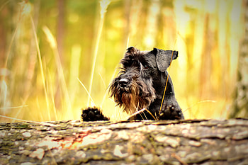 Animals, Dog, Muzzle, Miniature Schnauzer, Cergschnauzer, Schnauzer HD wallpaper
