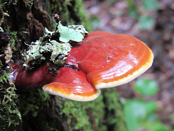 Double extracted Reishi, Mushroom tincture, Running waters, Homestead HD wallpaper