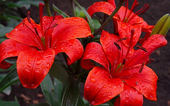 lilies, reds, flowers, flower HD wallpaper