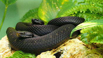 able snake ry, Stunning visuals, Captivating beauty HD wallpaper
