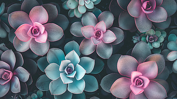 Vibrant Succulent Array, succulent, plant, succulents, flower, nature HD wallpaper
