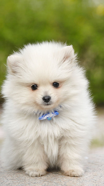 Pomeranian Dog, White Pomeranian HD phone wallpaper