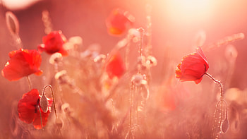 Summer Flowes , flowers, sunlight, nature HD wallpaper