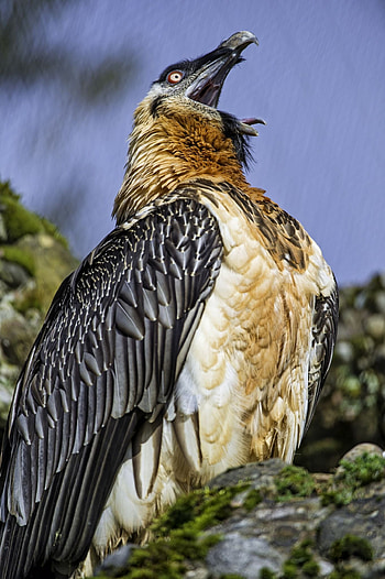Bearded Vulture, Open beak, Pet bird, Majestic vulture HD phone wallpaper