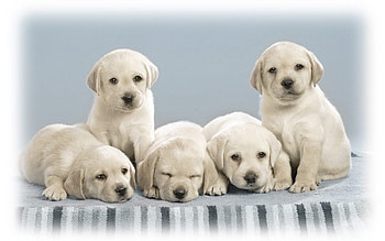 Animals, Dogs HD wallpaper
