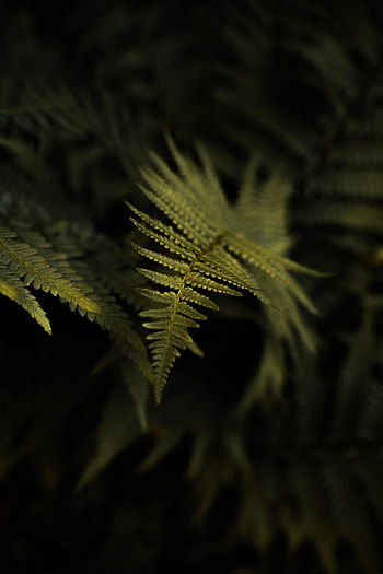 Plant, Macro, Fern, Leaflet HD phone wallpaper