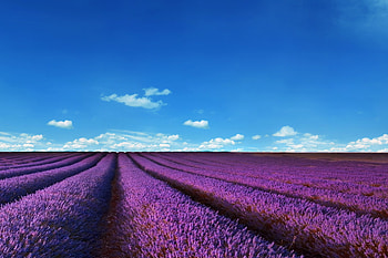 Lavender fields, Serene landscapes, Floral beauty, Relaxing ambiance HD wallpaper