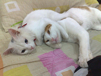 a hugs...., cats, graphy, hugs, animals HD wallpaper