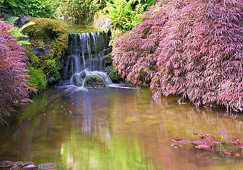 In the pink, river, summer, pink, bushes, trees, waterfall, reflections HD wallpaper