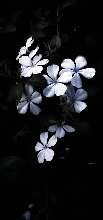 Flowers, monochrome graphy, petal HD phone wallpaper