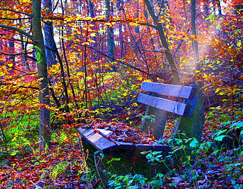 Colors of Autumn, autumn, colors, beautiful HD wallpaper
