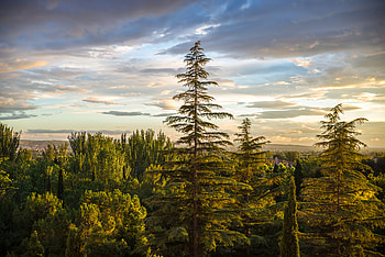 Nature, Trees, Sky, Forest, Fir, Spruce HD wallpaper