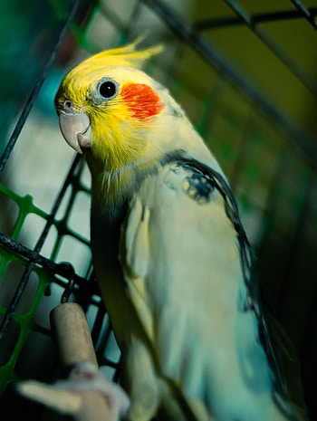 Funny, Animals, Birds, Parrots, Corella, Cockatiel HD phone wallpaper