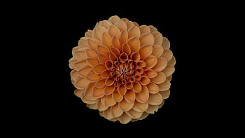 Orange Dahlia Flower, dahlia, flowers HD wallpaper