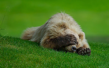 Animals, Grass, To Lie Down, Lie, Bear, Hide, Paw HD wallpaper