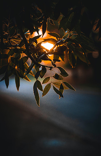 Nature, Leaves, Sun, Branch, Glow HD phone wallpaper