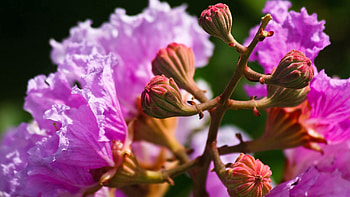 Flower, Plant, Macro, Bright, Petals, Branch HD wallpaper