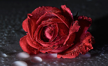 Beautiful Red Rose, rose, dew, red, flower HD wallpaper