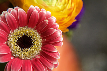 Flower, leaf, nature, sunflower HD wallpaper