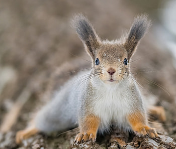 Animal, squirrel HD wallpaper