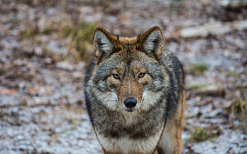 wolf, look, Coyote HD wallpaper