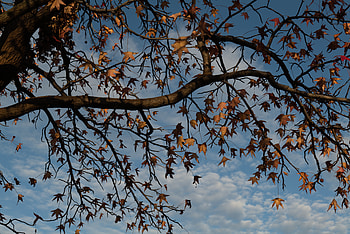 Nature, Autumn, Leaves, Wood, Tree, Branches, Dry HD wallpaper