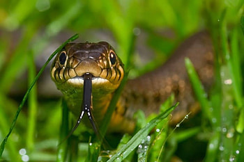 ..in the grass.., snake, perdatory animals, graphy, wild animals, , grass, wild, predators, wildlife, abstract, animals, close-up, nature, wilderness HD wallpaper