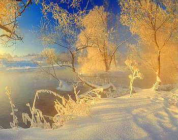 January sunset, winter, golden, white, snow, trees, lake, sunset HD wallpaper