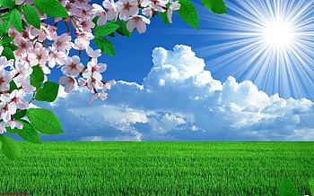 Spring Flowers Nature Landscape . Beautiful nature , Beautiful landscape , background, Summer Nature Flower HD wallpaper