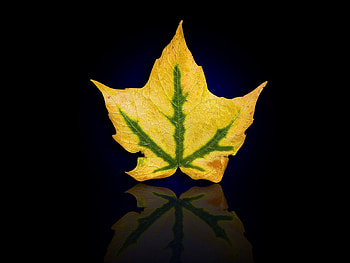 Plants, Background, Leaves HD wallpaper