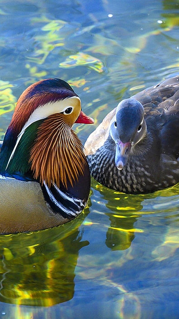 Mandarin Duck, Beautiful Couple, swim HD phone wallpaper