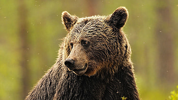 Animals, Background, Muzzle, Beautiful, Brown Bear HD wallpaper
