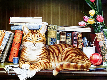 Animals, Cats, , Books HD wallpaper