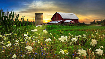 Sunset Lace Pastures, wildflowers, barn, field, landscape, colors, clouds, flowers, sky HD wallpaper