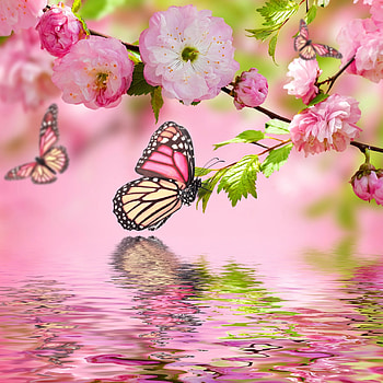 Spring Blosson with Butterfly. Tap for more Dreams of Spring for & Android HD phone wallpaper