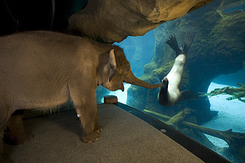 Animals, Friends, Elephant, Seal HD wallpaper