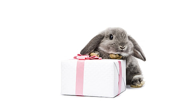 Animals, Rabbits HD wallpaper