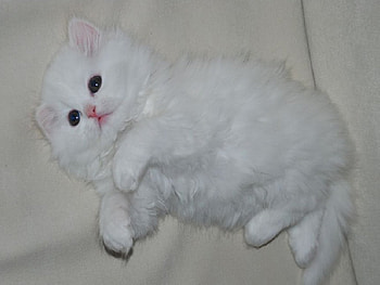 cutiewhitykitty, cat, white HD wallpaper