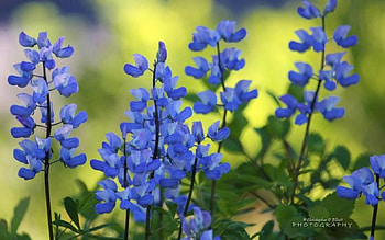 Paradise area, summer, abstract, graphy, , nature, , flowers, spring HD wallpaper