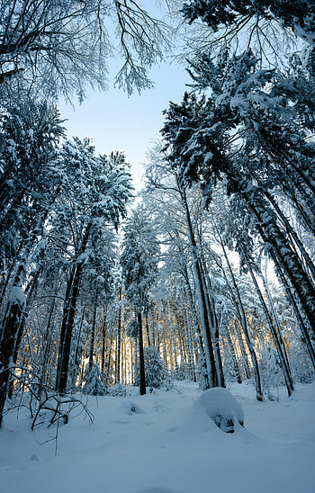 Winter, Nature, Trees, Pine, Snow, Forest, Snow Covered, Snowbound HD phone wallpaper