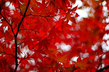Nature, Leaves, Glare, Branches, Maple, Japanese Maple HD wallpaper